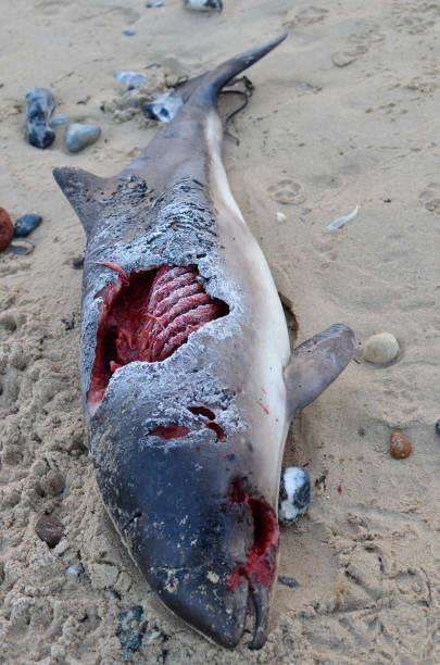 istock Porpoises stranded on the beach then devoured by foxes 1453965721