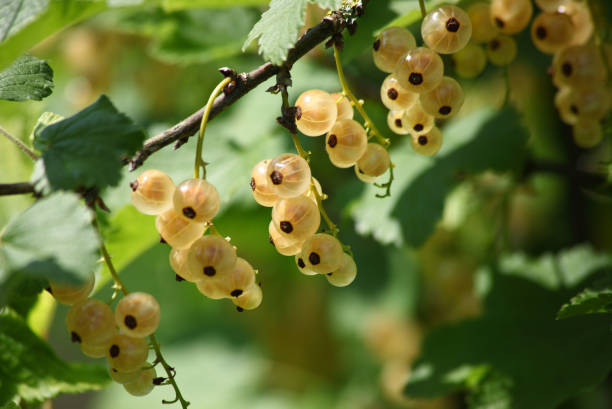 istock Shallow focus shot of white currant bush 1453966454