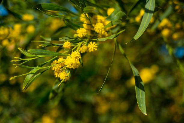 istock Beautiful blooming mimosa - Acacia dealbata 1453966866