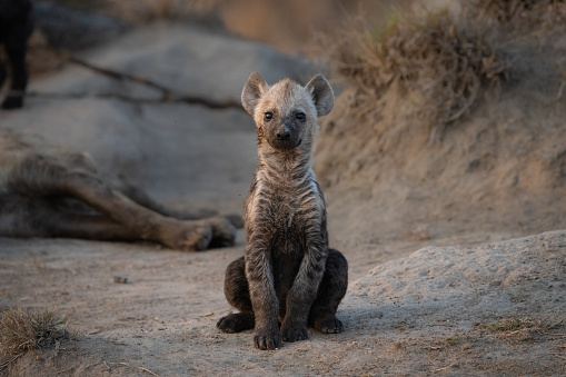 A cute little Spotted hyena cub sitting upright in front of the den with the mother lying in the background, Greater Kruger.