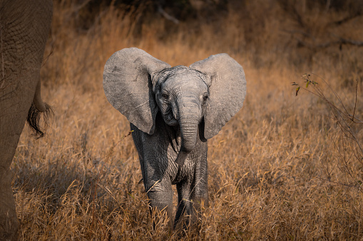 A cute baby African elephant looking into the camera while standing in the dry savannah, Greater Kruger.
