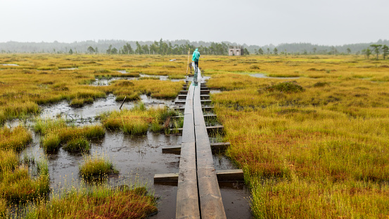 traditional bog landscape with wet trees, grass and bog moss during rain, pedestrian wooden footbridge over the bog, foggy and rainy background, autumn