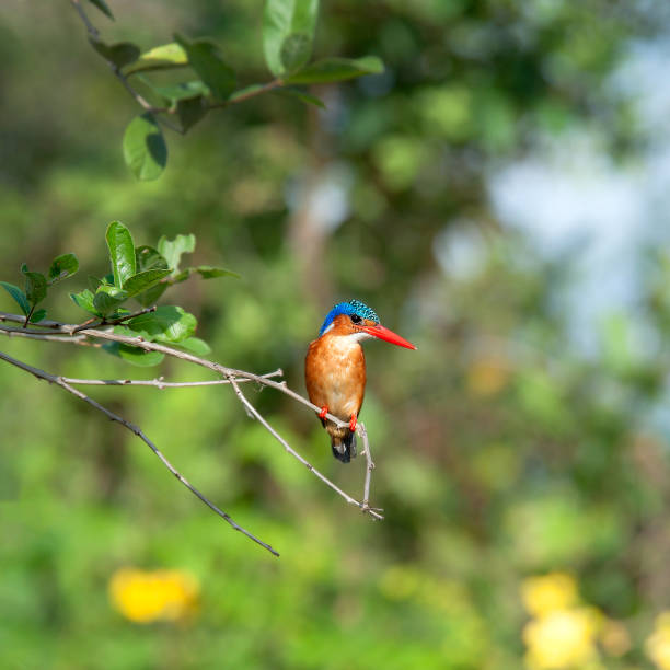 istock A crested dwarf fish (Corythornis cristatus) sits on a branch in Kenya, Africa 1453969706