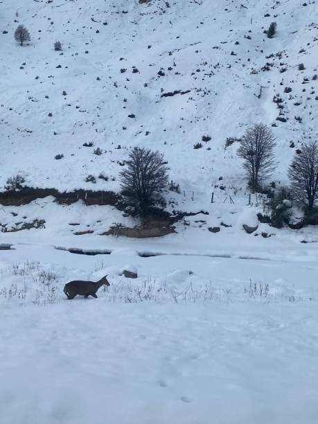 istock Huemul in winter 1453970158