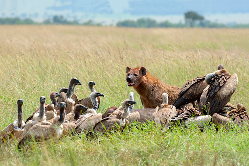 A hyena (Hyaenidae) with vultures in the grasslands of Kenya, Africa