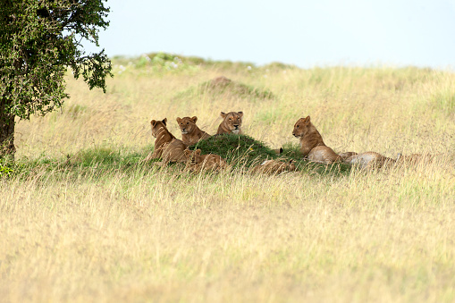 Eine Löwenfamilie (Panthera leo) liegt und ruht im Schatten eines Baumes in der Masai Mara in Kenia, Afrika, Ostafrika