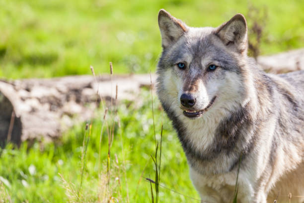 istock North American Gray Wolf With Blue Eyes 1453971991