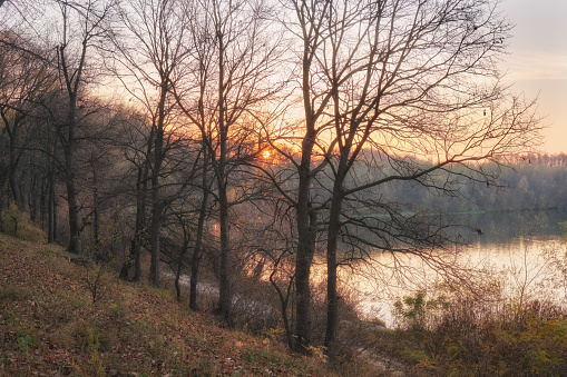 Осенний рассвет у реки, листья, осень, река, деревья