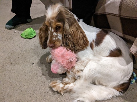 Cocker spaniel puppy playing with a pink stuffed lion at her caretaker's feet