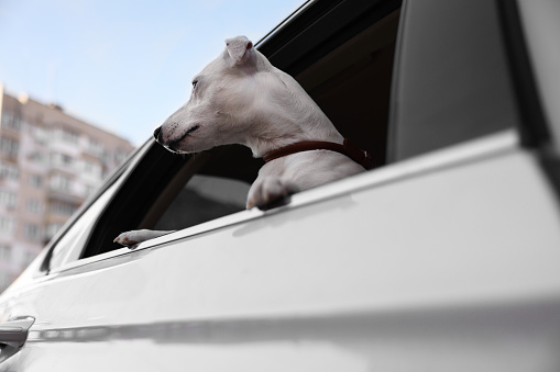Summertime Danger - Dog in Parked Car
