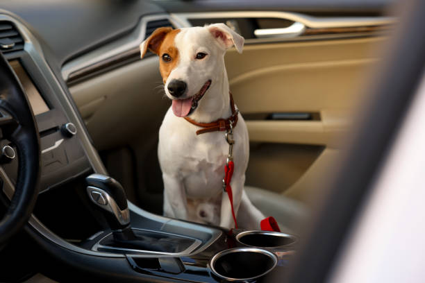 istock Jack Russel Terrier in car. Adorable pet 1453975185
