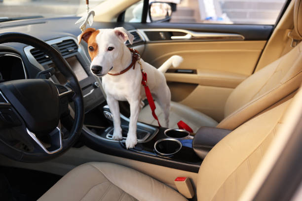 istock Jack Russel Terrier in car. Adorable pet 1453975220