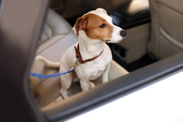 istock Jack Russel Terrier in car. Adorable pet 1453975233