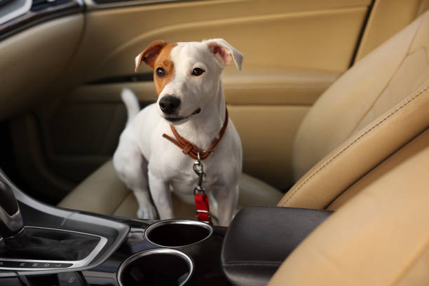 istock Jack Russel Terrier in car. Adorable pet 1453975250