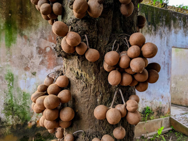 istock Burahol fruit or Kepel fruit 1453975670