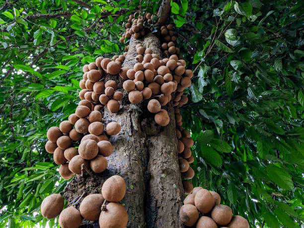 istock Burahol fruit or Kepel fruit 1453975698