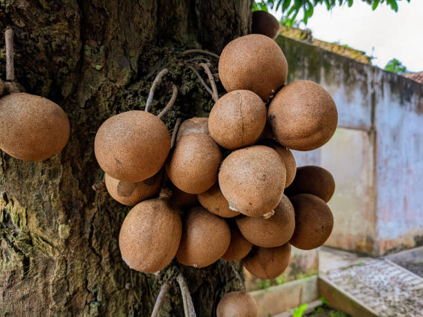 Burahol fruit or Kepel fruit