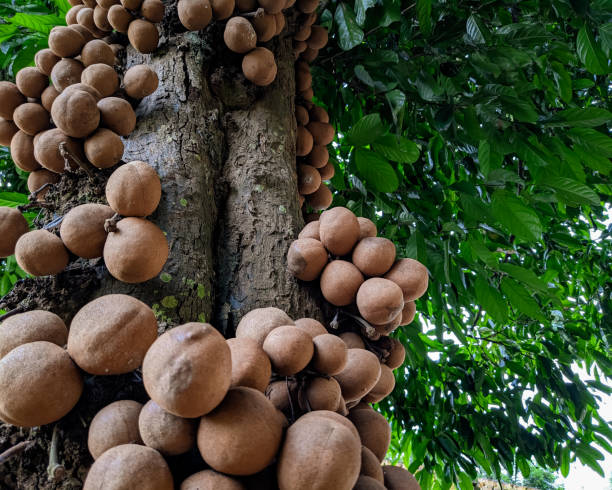 istock Burahol fruit or Kepel fruit 1453975743