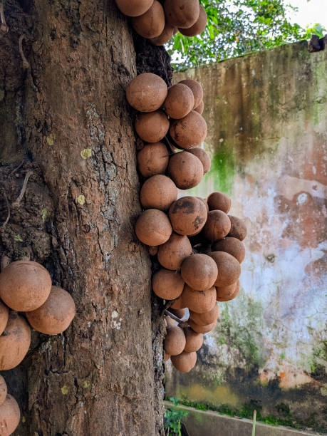 istock Burahol fruit or Kepel fruit 1453975798