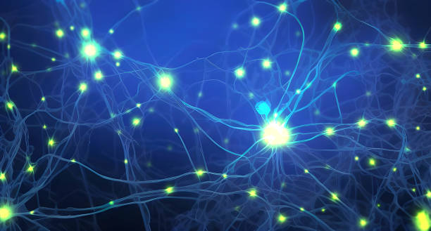 пульсирующие сигналы между нервными клетками внутри нейронной сети - иллюстрация - physiology стоковые фото и изображения