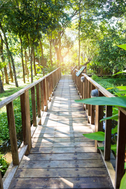 istock Wooden bridge in the forest with vintage warm light 1453979779