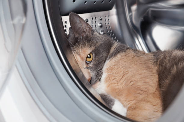 Cat is in the washing machine. The animal hides in the loading drum. Looks with one eye.