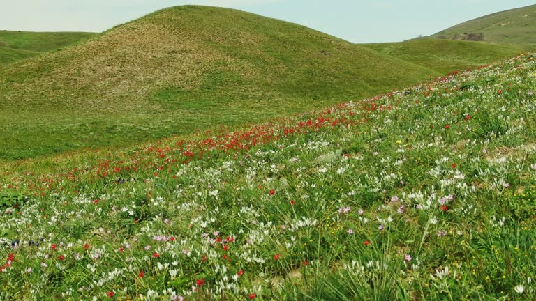 Aerial view of a hillside covered with spring flowers and herbs. Striking colors and herbs