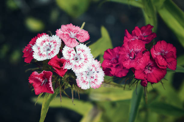 Beautiful bunch of sweet William flowers with selective focus and blur background. A beautiful of sweet William flowers in the garden on the morning for selective focus and blurred background. dianthus barbatus stock pictures, royalty-free photos & images
