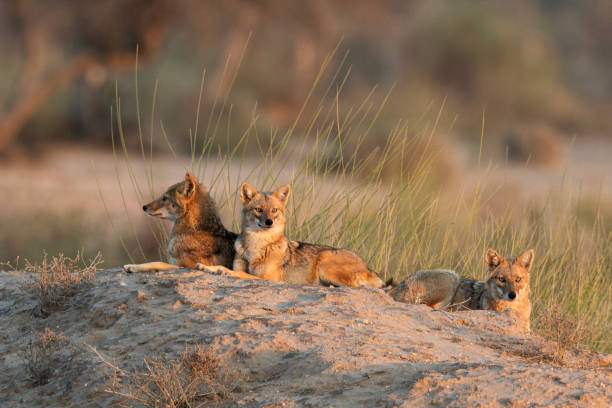 istock Golden Jackal basking in the sun 1453983175