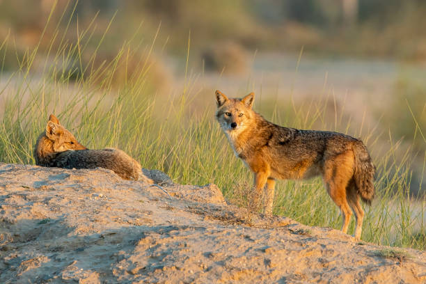 Golden Jackal Golden Jackal watching around and the female basking in the sun
The golden jackal (Canis aureus), also called common jackal, is a wolf-like canid that is native to Southeast Europe, Southwest Asia, South Asia, and regions of Southeast Asia. The golden jackal's coat varies in colour from a pale creamy yellow in summer to a dark tawny beige in winter. jackals stock pictures, royalty-free photos & images