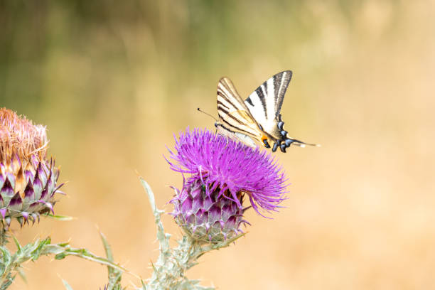 istock Butterfly on a purple flower in the sunlight 1453983559