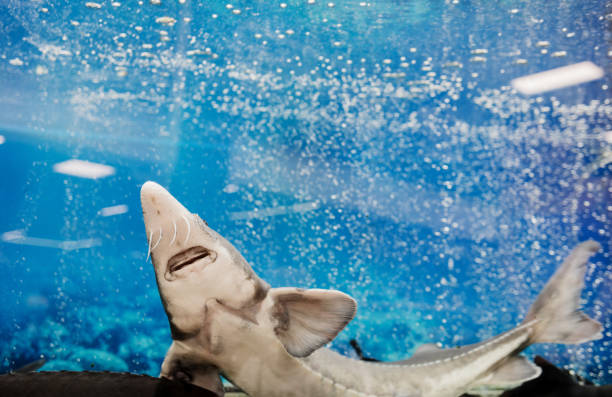 istock live sturgeon in the aquarium 1453986569