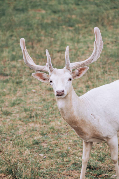 istock Beautiful White Deer Gaze 1453986696