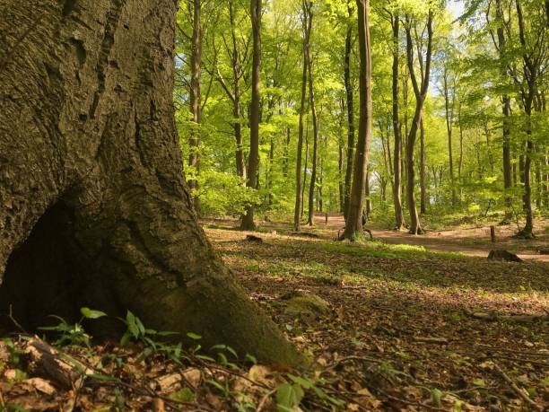 istock Closeup of a burrow under a tree in a forest 1453987112