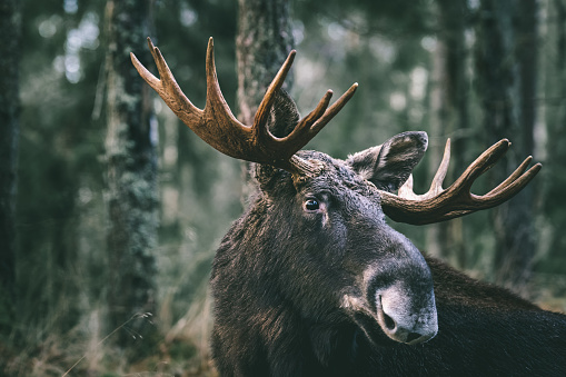 Portrait of a moose bull with big antlers close up in forest.