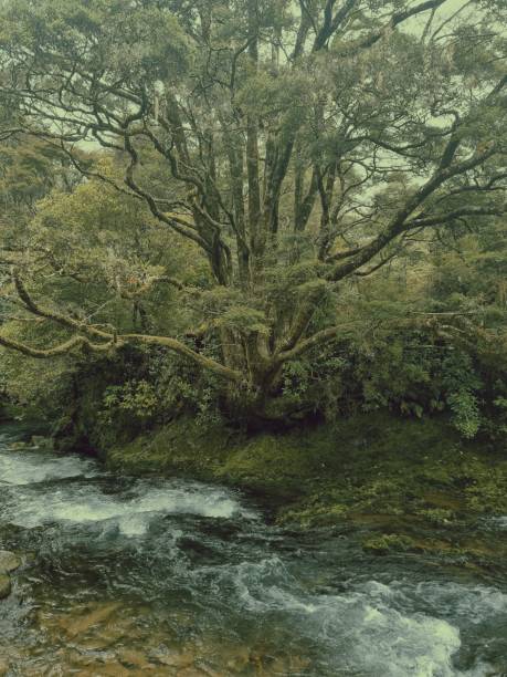 istock Vertical shot of trees on a riverbank mostly covered in moss in a forest 1453987632