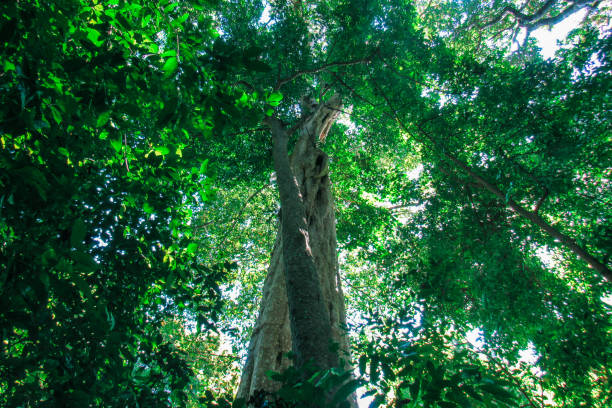 istock Rain forest, big green trees in Asia 1453988471