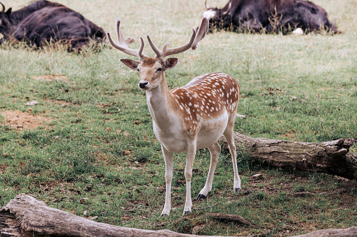 Beautiful Spotted Deer with Velvet Antlers at Lake Tobias National Park