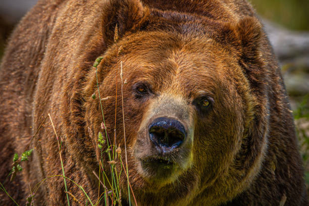 istock Large grizzly bear looking at the camera 1453991573