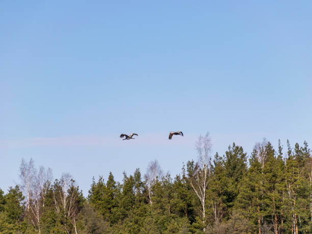 istock landscape with flying crane over tree tops 1453991990