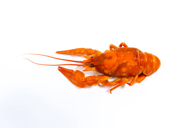 One boiled river red crayfish close up. White background with copy space. Catching crayfish for human consumption. Delicious food.