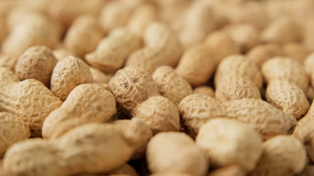 Peanuts in shell rotating. Pile of uncleaned peanuts in shell. Organic food.