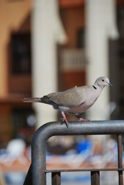 istock Vertical shot of a little pigeon perching on a pipe 1453995069
