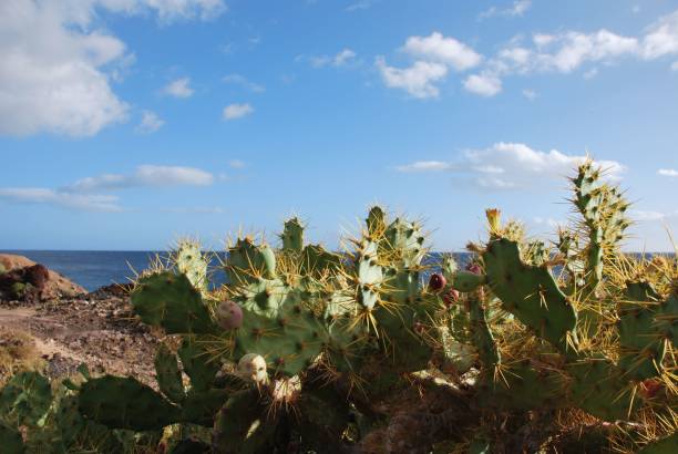 istock Green cactuses in a desert on a sunny day 1453995072