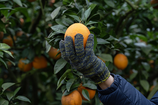 A woman's hand is picking oranges in the orchard