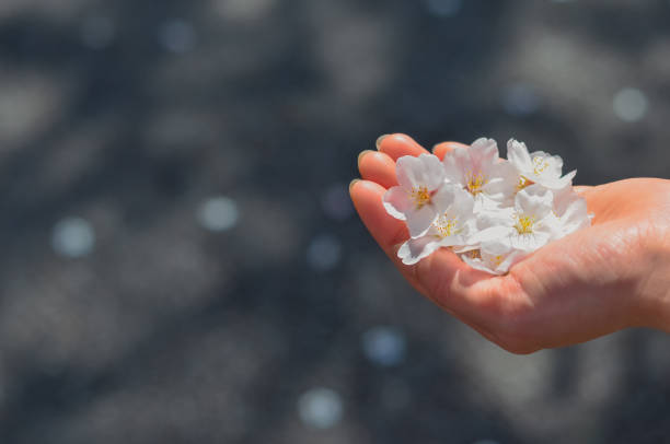 istock Scoop up cherry blossom petals. 1453996433