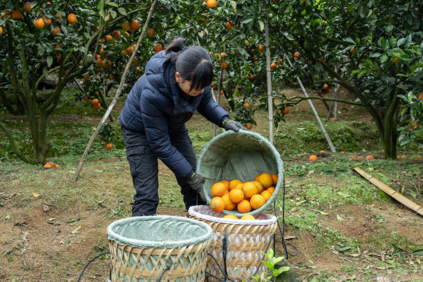 istock A female farmer picked oranges in her organic orchard 1453996511