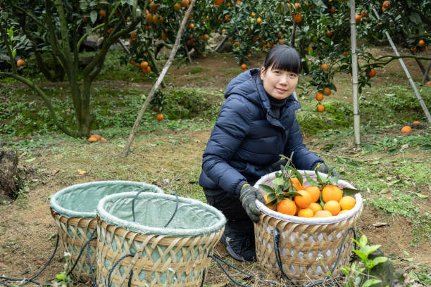 A female farmer picked oranges in her organic orchard