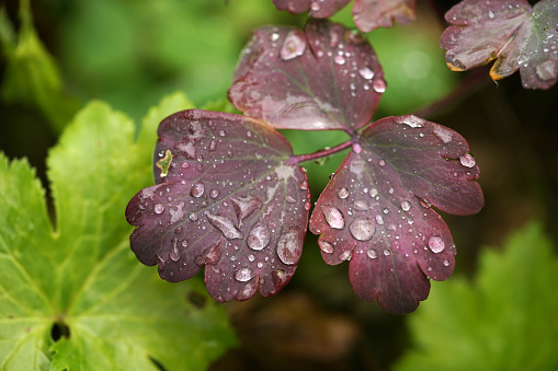 water drops on purple leaf