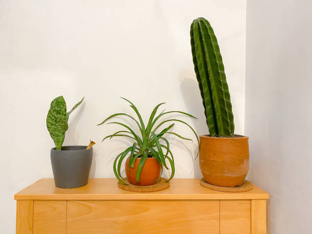 istock Indoor plants on the table 1453998060